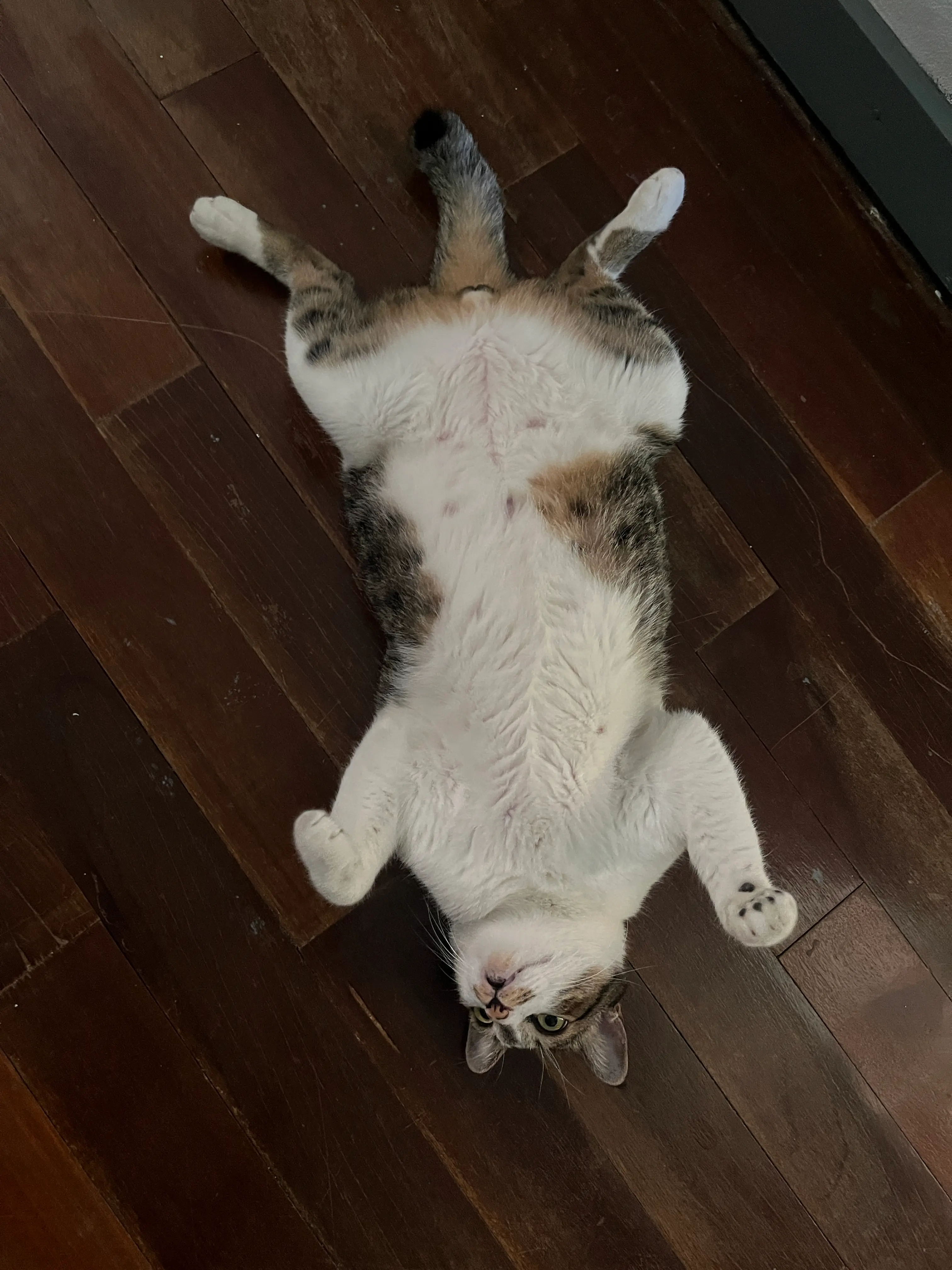 [🐈] ไส้อั่วกลับดาวแมวแล้ว ⭐️